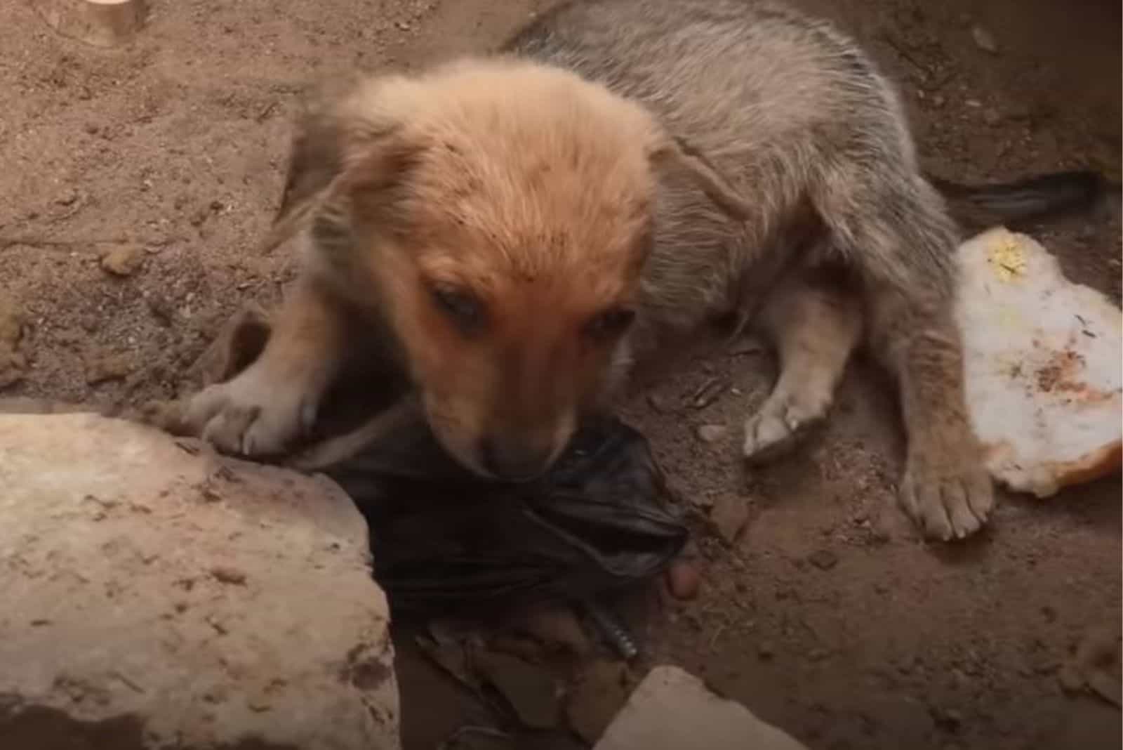 starving puppy