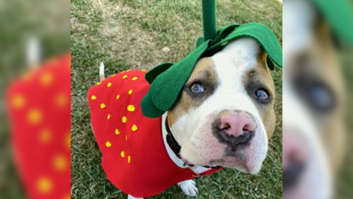Pittie Girl Rejected Due To A Bump On Her Head Finally Finds A Furever Home