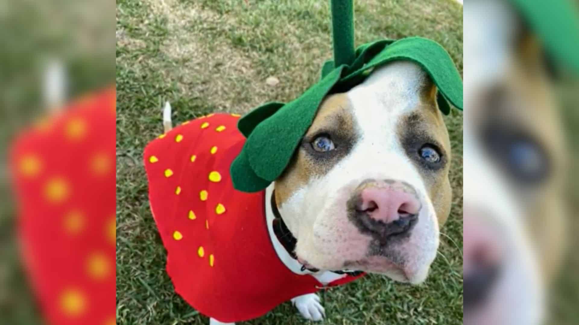 Dog Born With A Lump On Her Head Gets A New Home And A Cute Nickname