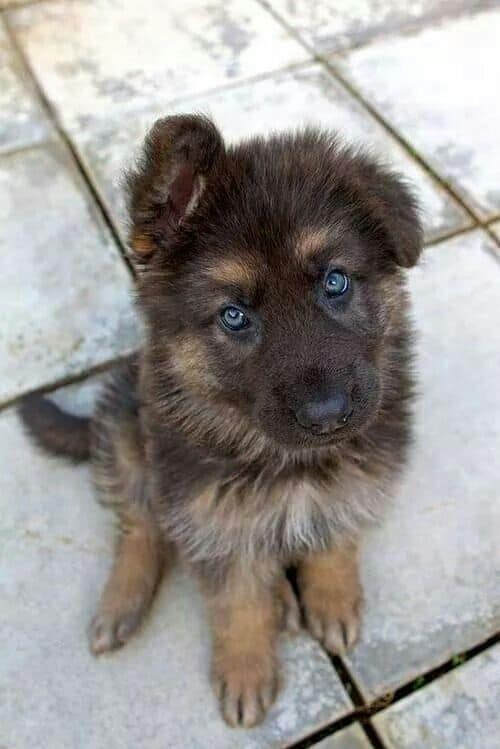 sweet german shepherd puppy with blue eyes