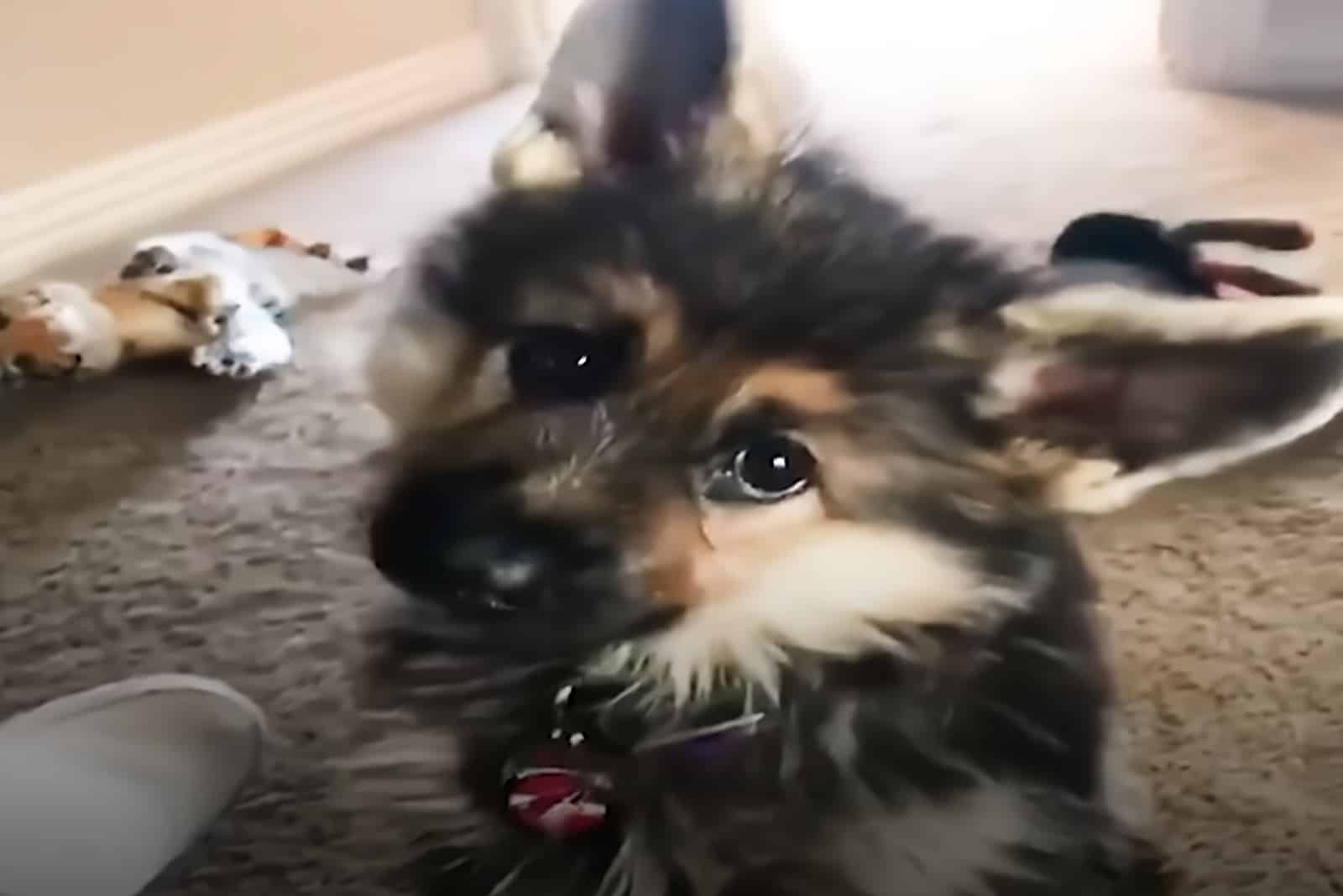 sweet little puppy