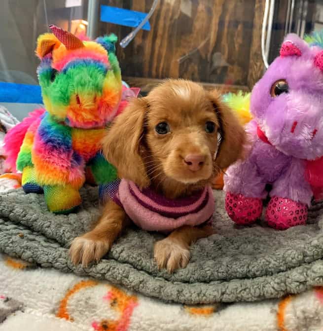 sweet puppy with toys