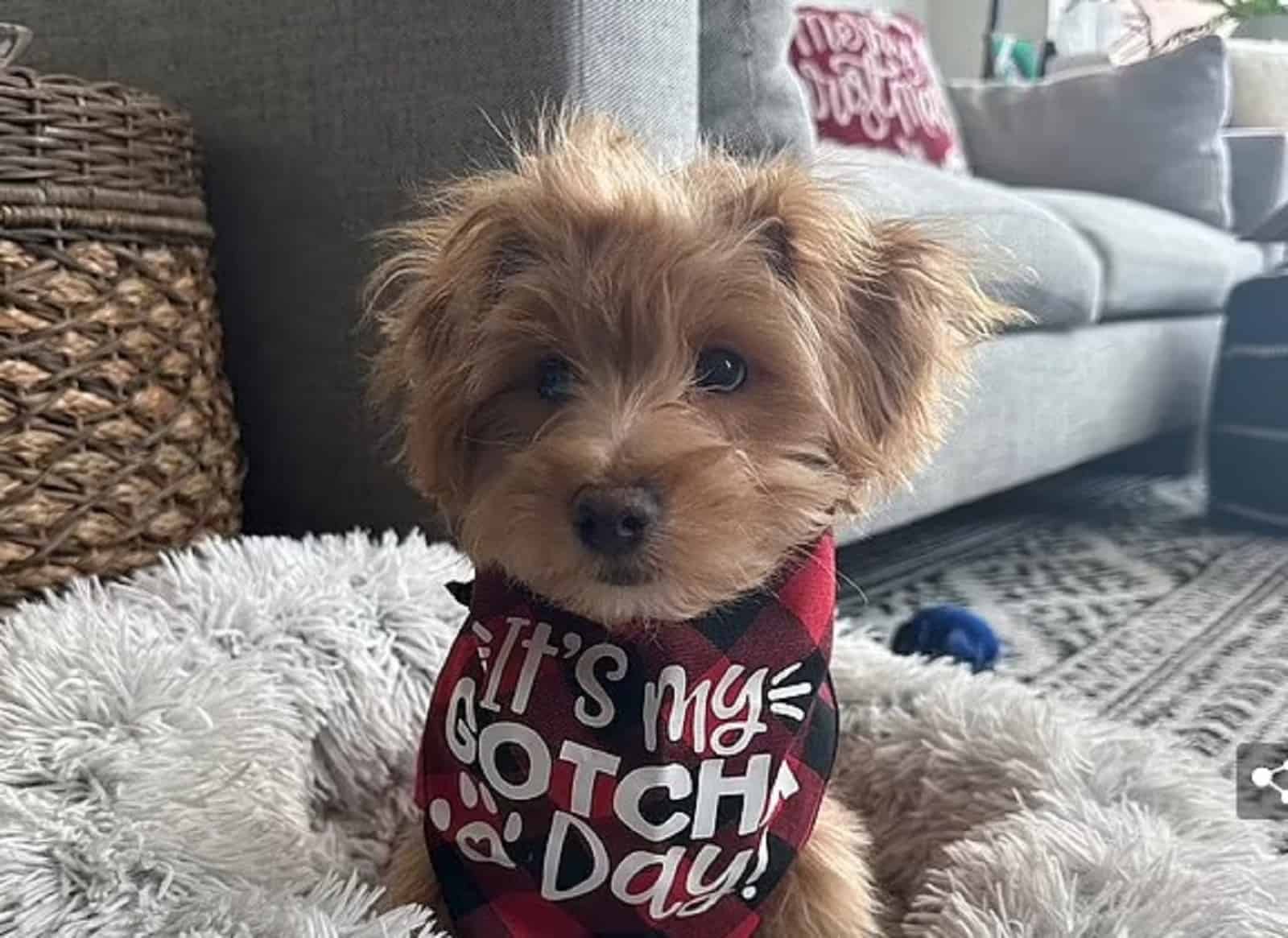 the blind dog is sitting on his pillow