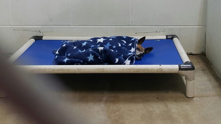 Senior Chihuahua Still Tucks Himself In After The Loss Of His Hooman
