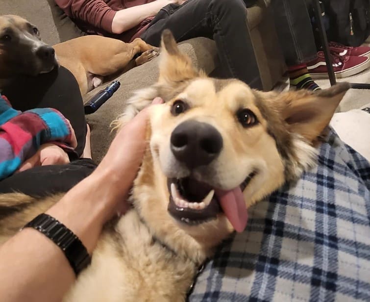 the dog caresses the dog
