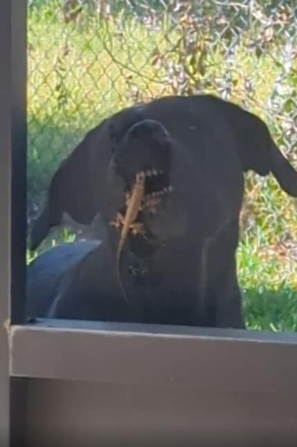 the dog chases the lizard