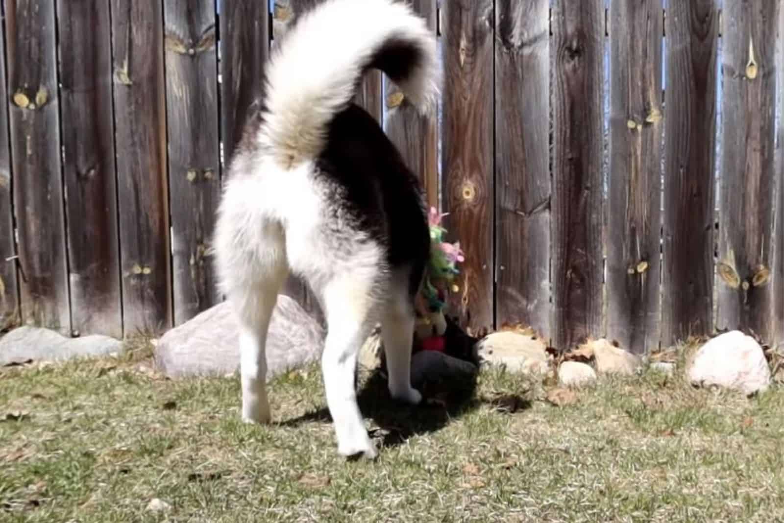 the dog found an Easter egg in the garden