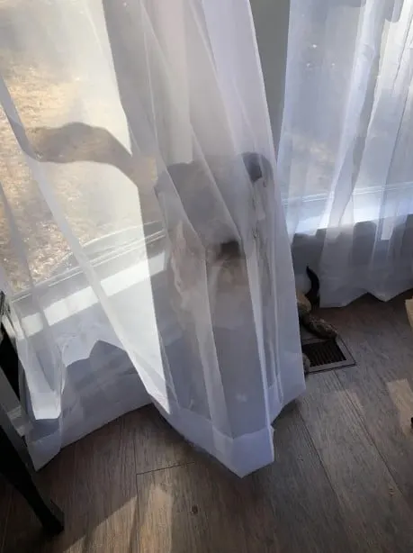 el perro escondido detrás de la cortina