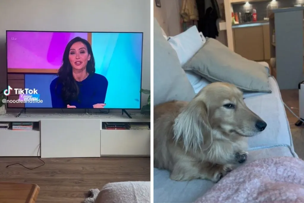 the dog is lying on the couch and looking over his eye