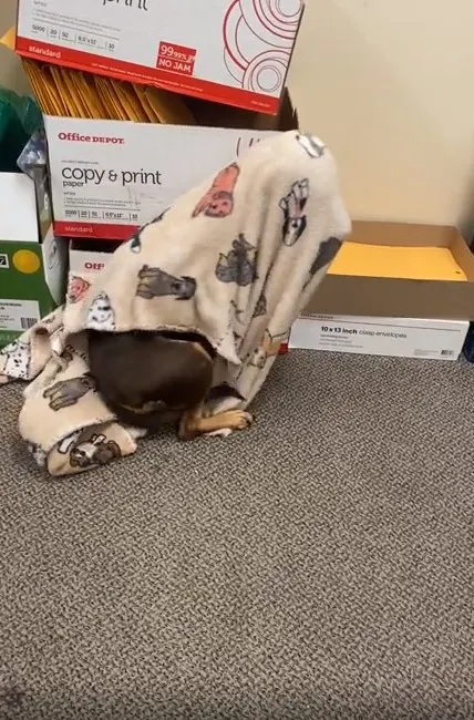 el perro está sentado en la alfombra con una manta sobre la cabeza