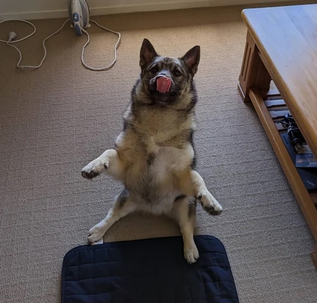 the dog is sitting on the carpet with its tongue out
