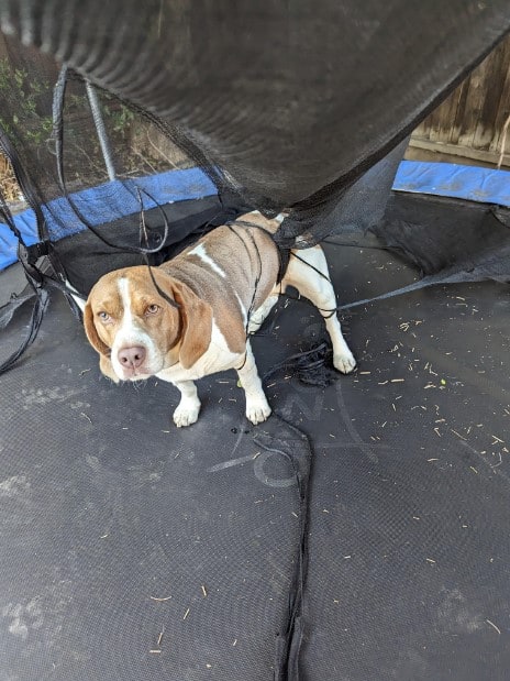 the dog is standing on the trampoline