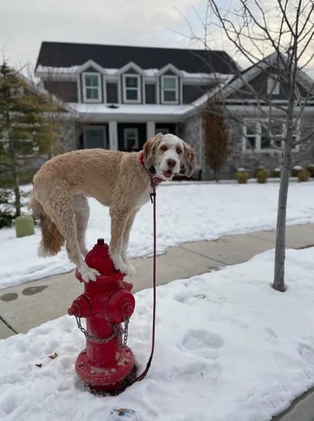 the dog is standing on the water tank