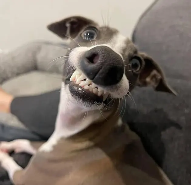 el perro se ríe con los dientes afuera
