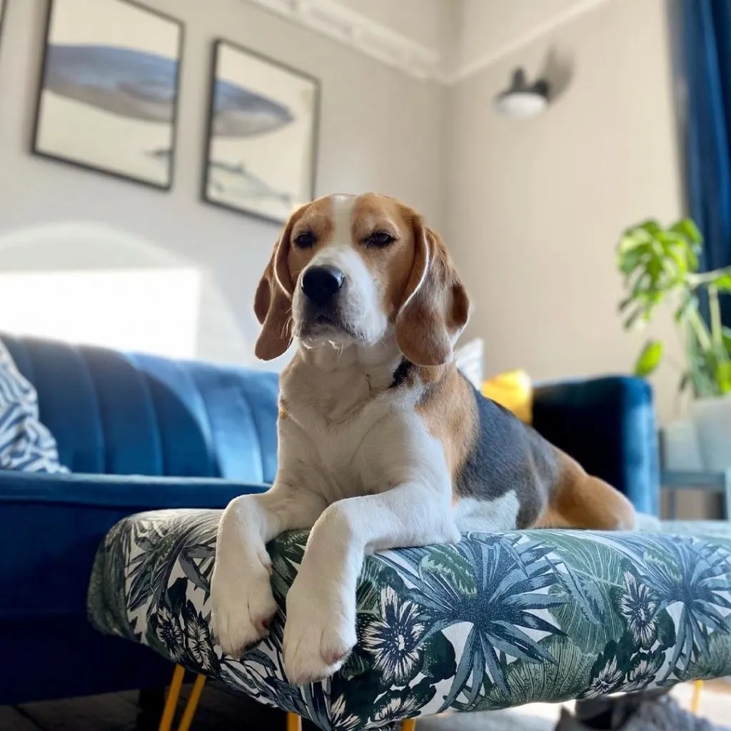 the dog lies on the sofa and watches