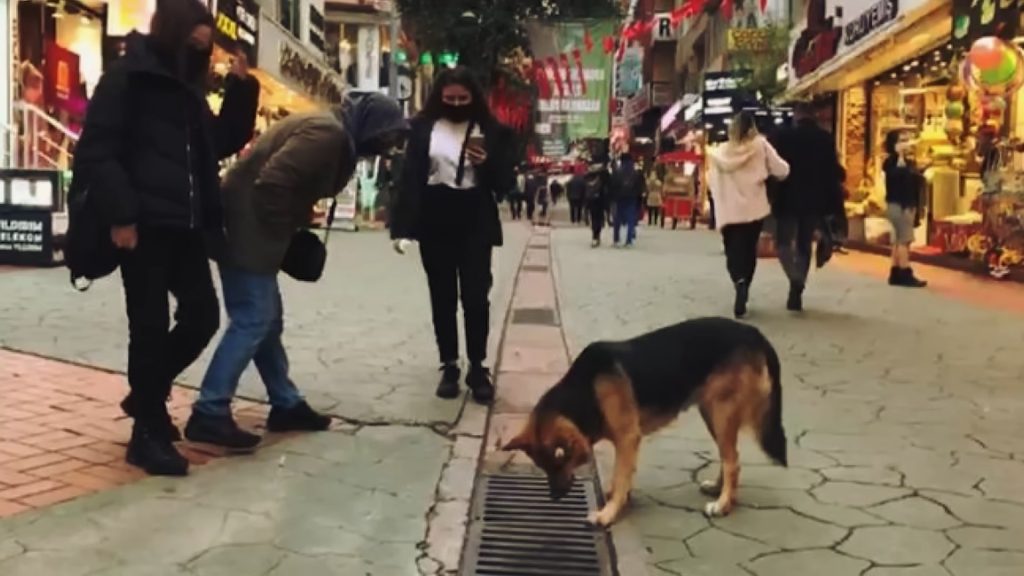 the dog looks into the drain and passers-by with him