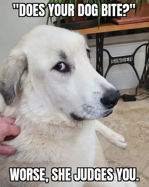 the dog sits and looks at the owner through the eye
