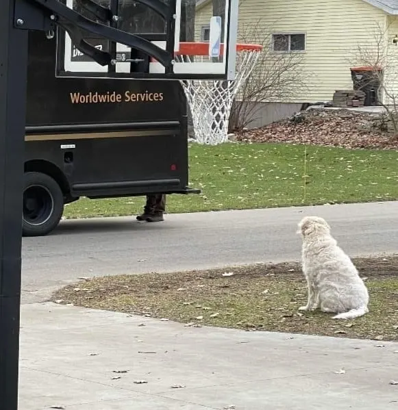 the dog sits in the yard and looks towards the car