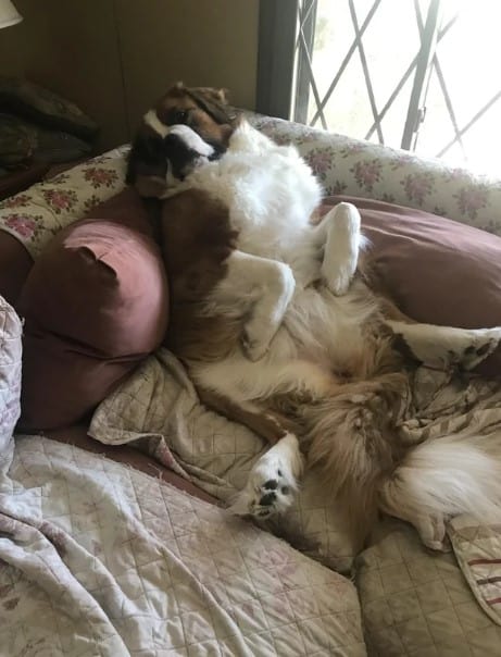 the dog sleeps on its back leaning on the sofa
