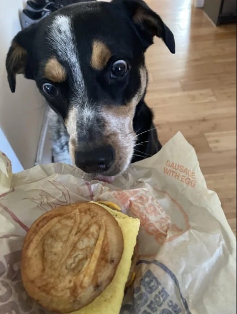 the dog sniffs the sandwich
