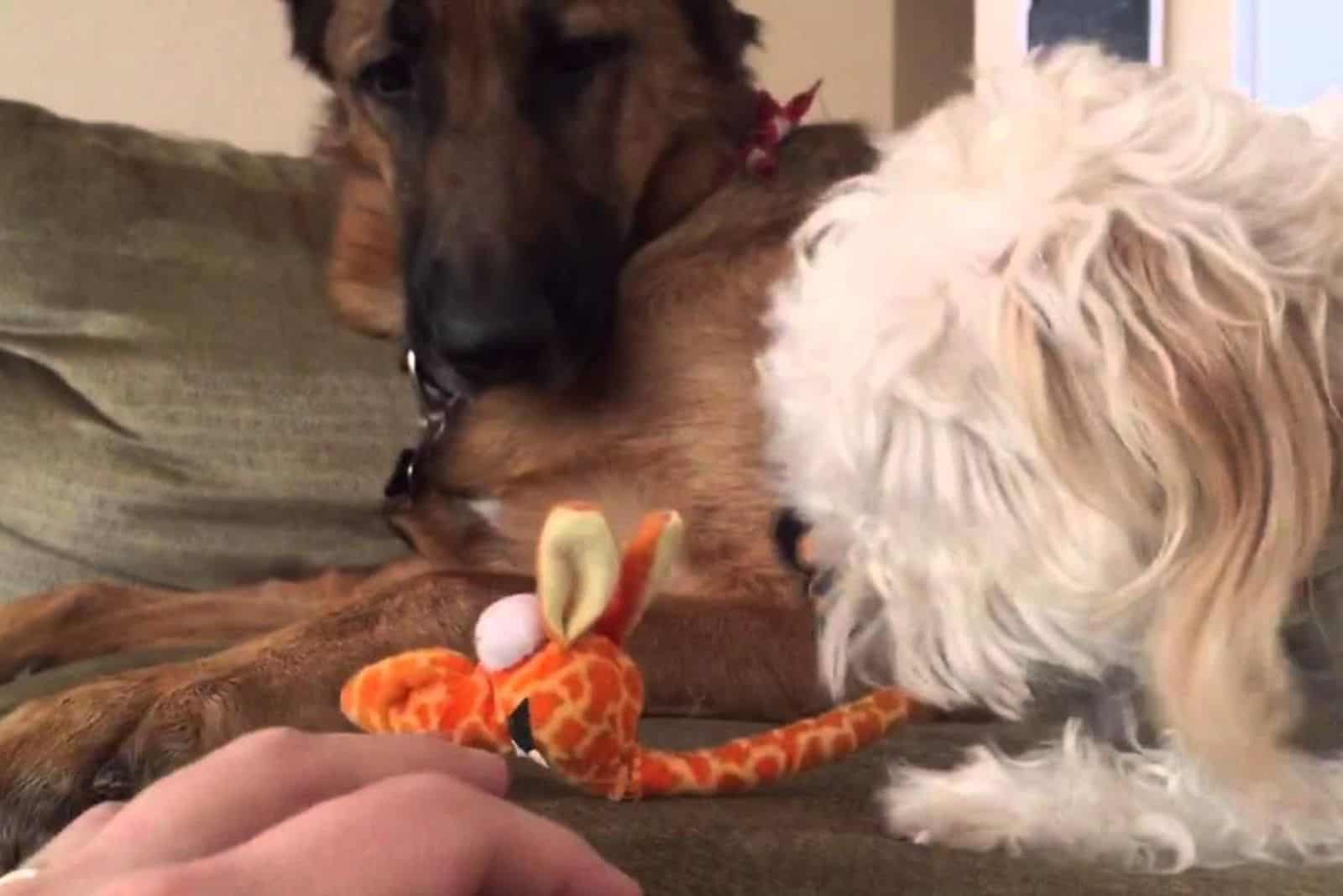 the german shepherd closely follows the maltipo what he is doing on the bed