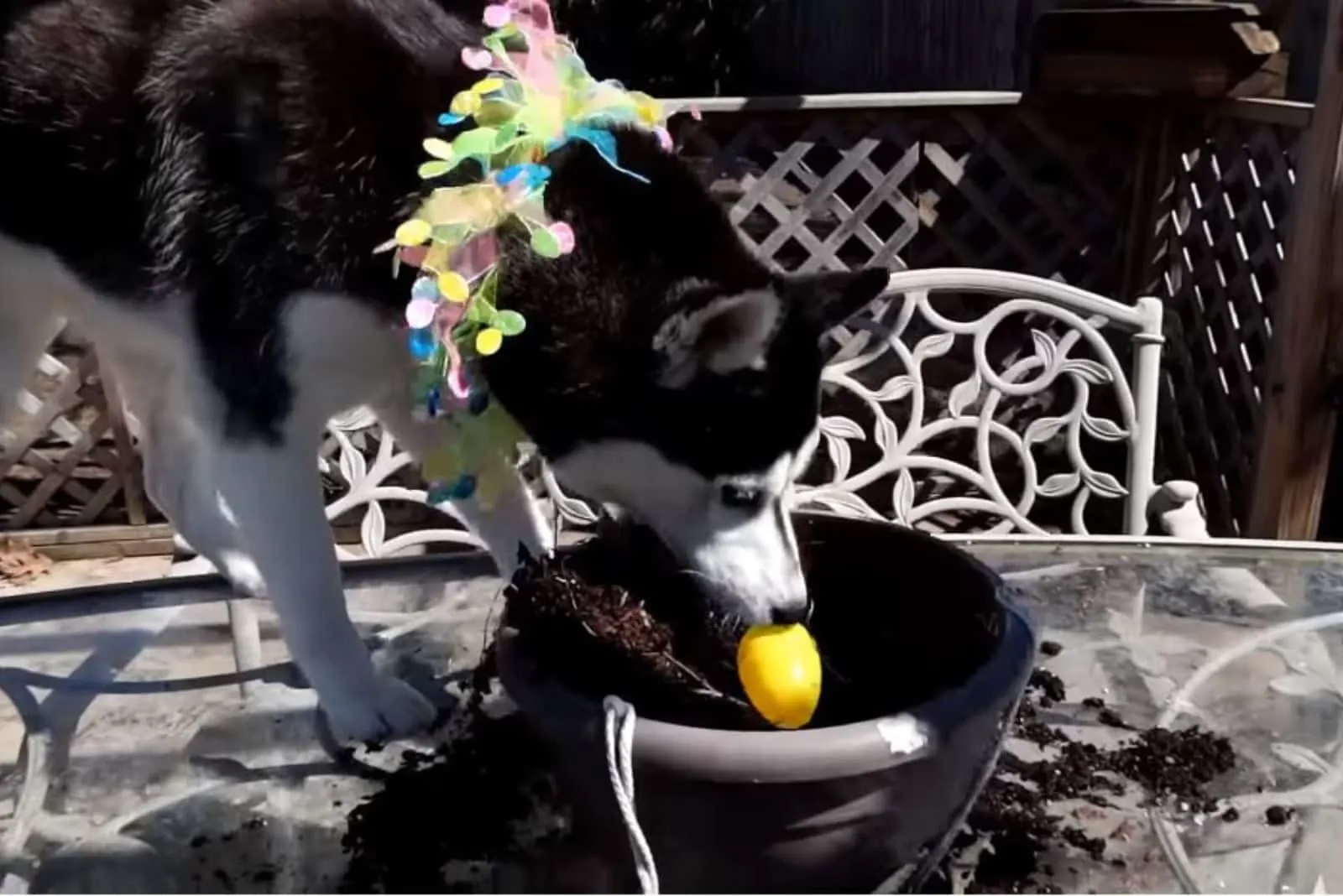 the husky found the easter egg in the skasia
