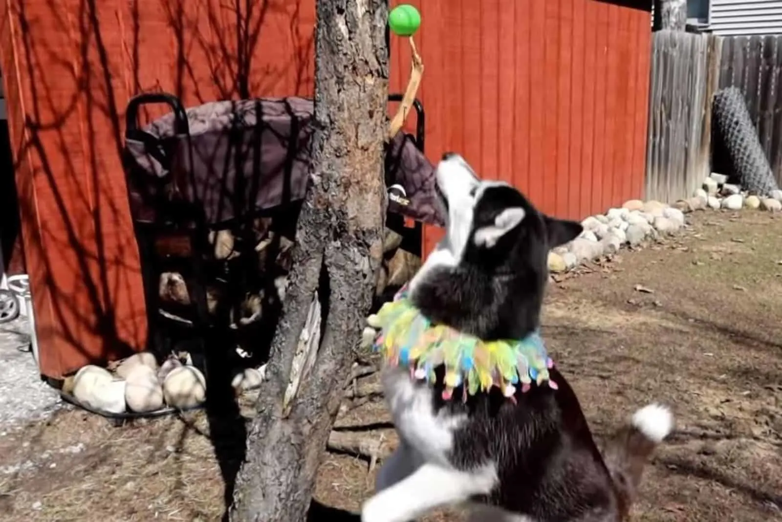 the husky is looking at the Easter egg on the tree