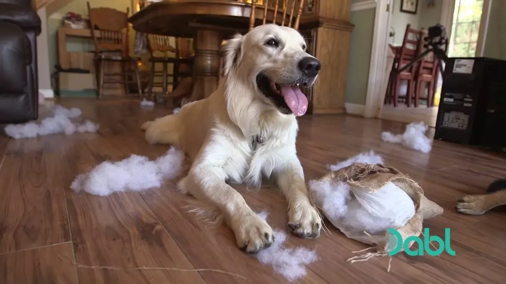the mischievous Labrador Retriever tore up the pillow