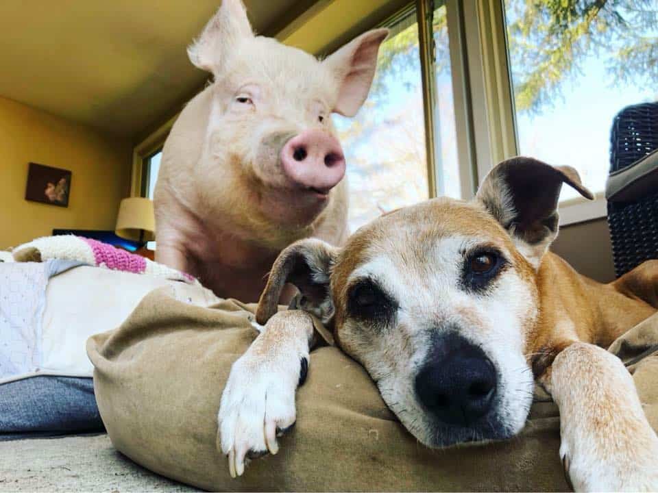 the pig is standing and looking at the dog lying on his pillow