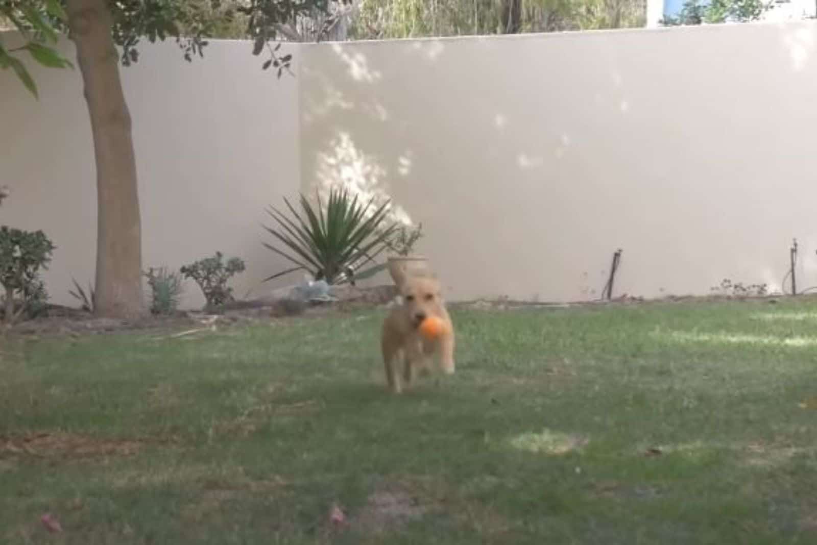 the puppy runs with a ball in its mouth