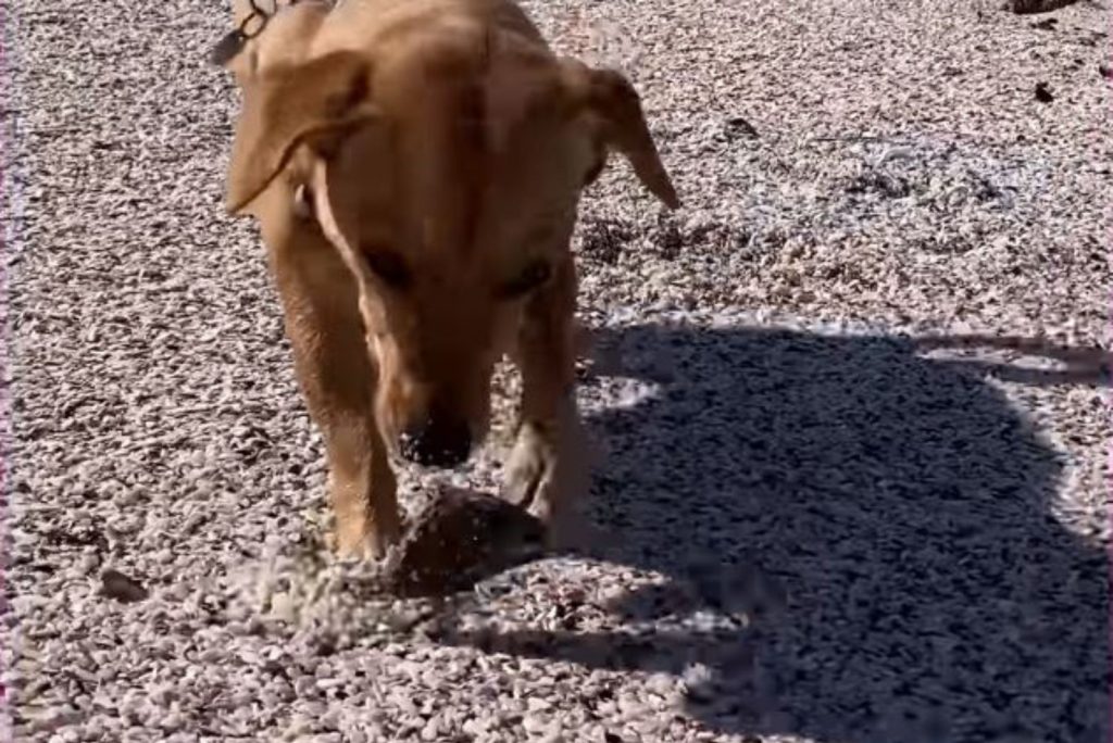 the puppy walks on the sand