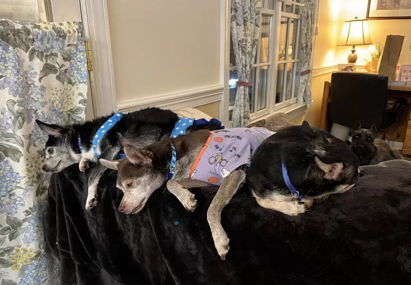 the rescued dogs are lying on the couch next to each other