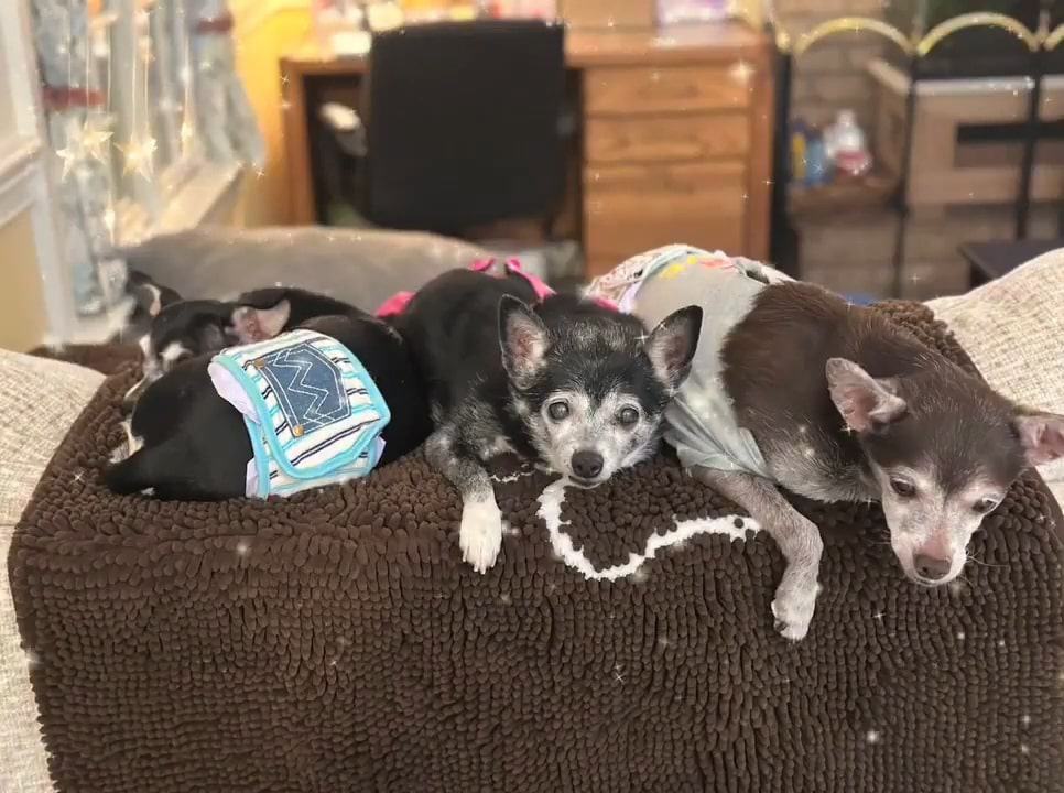 the rescued dogs are lying on the couch