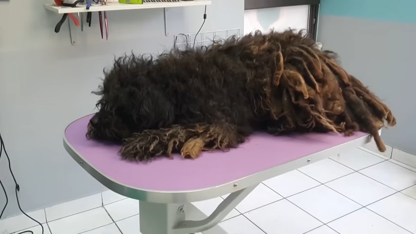 the vet lies on the suction table