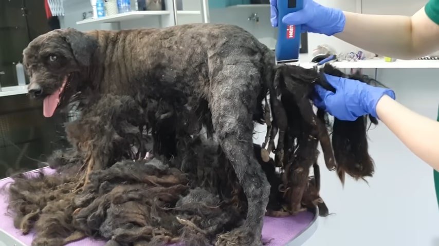the vet removes the hair from the dog's tail