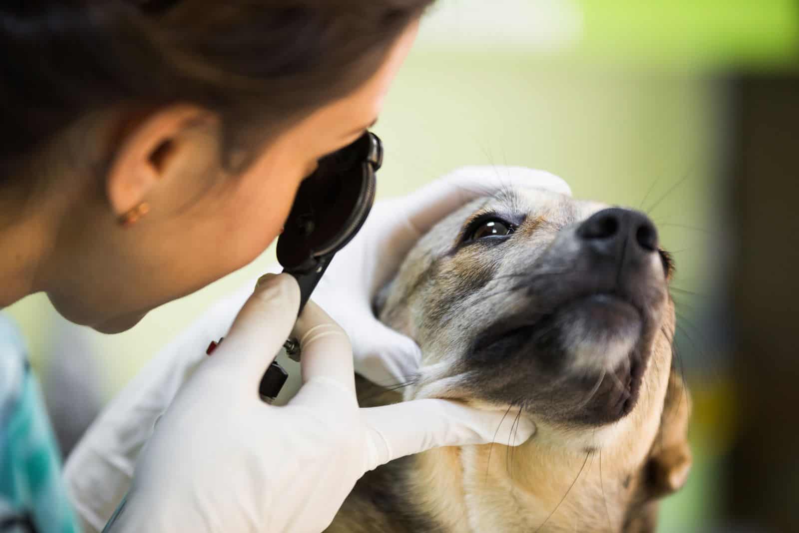 the vet uses a magnifying glass for the dog