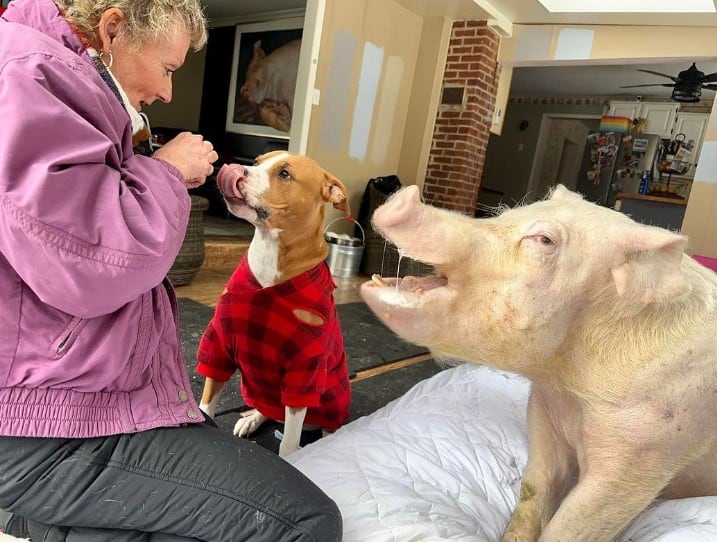 the woman feeds the dog and the pig