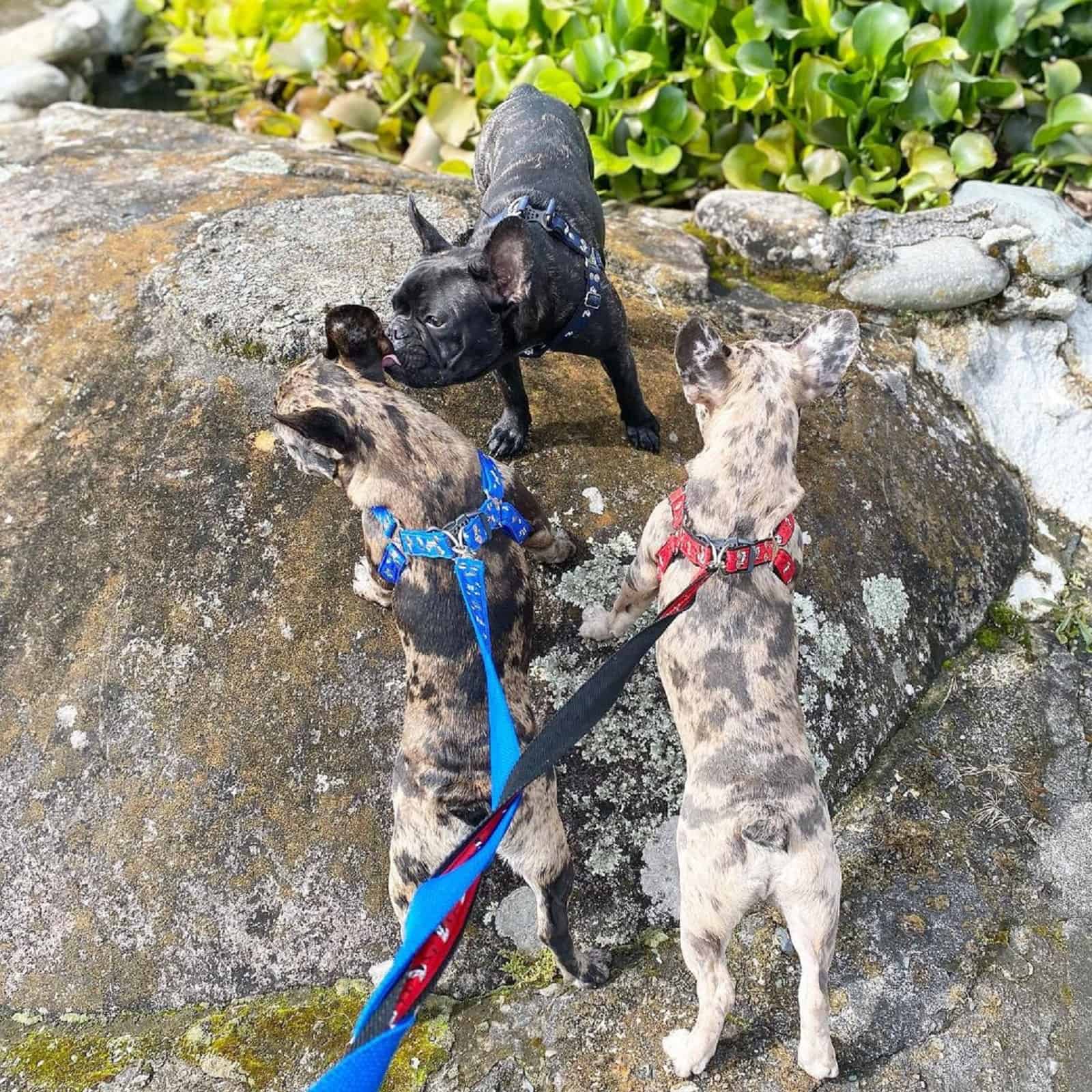 three french bulldogs standing on the rock