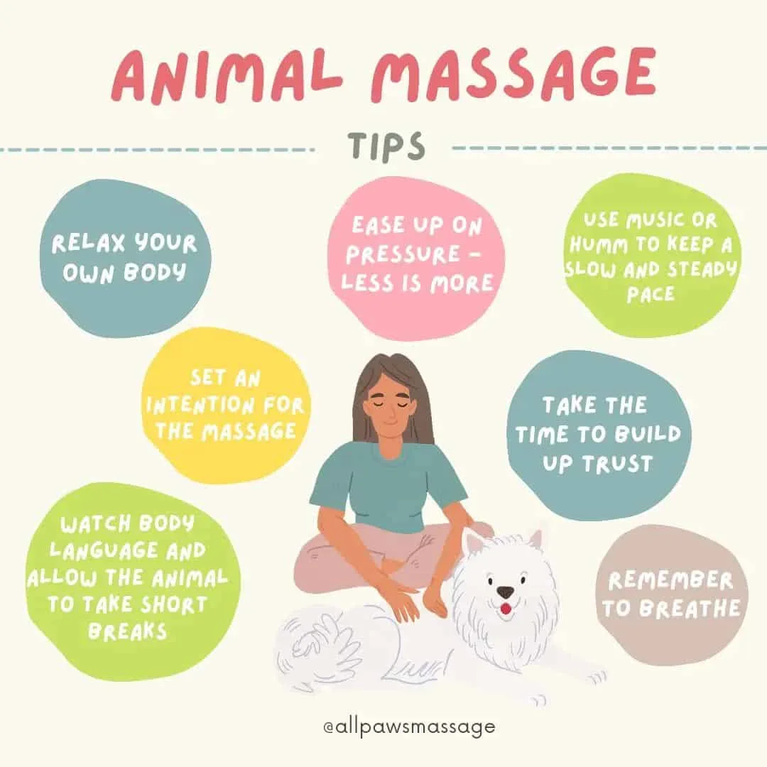 tips for animal massage