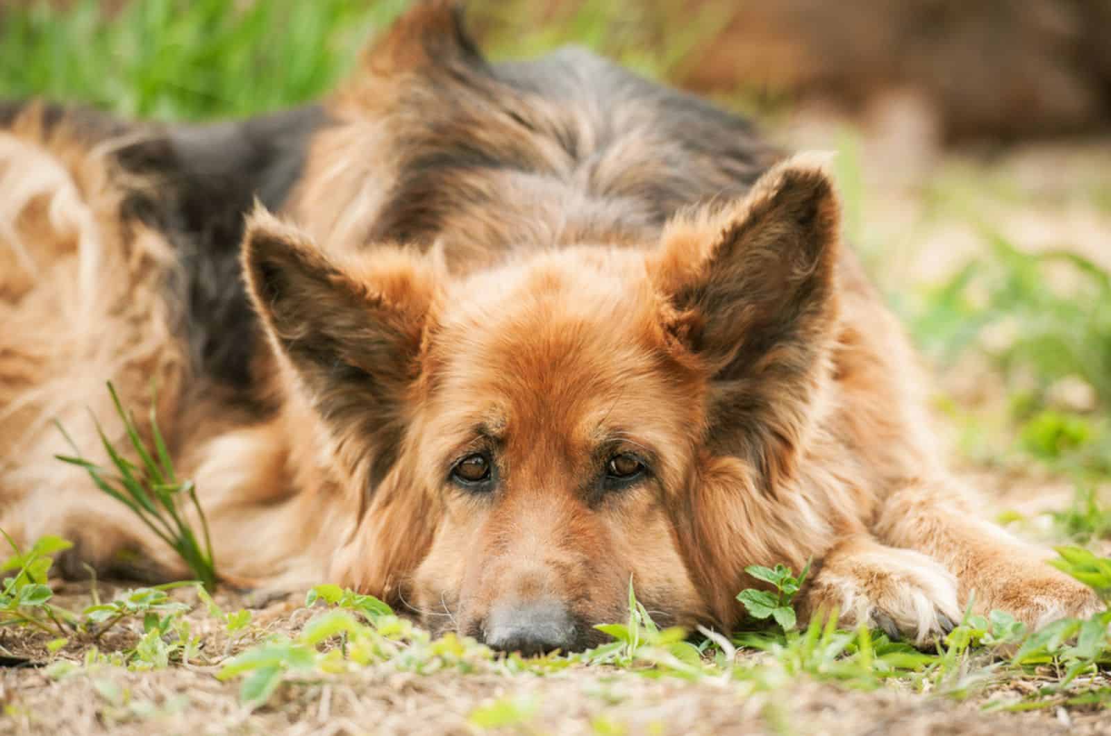tired german shepherd dog lying on the ground