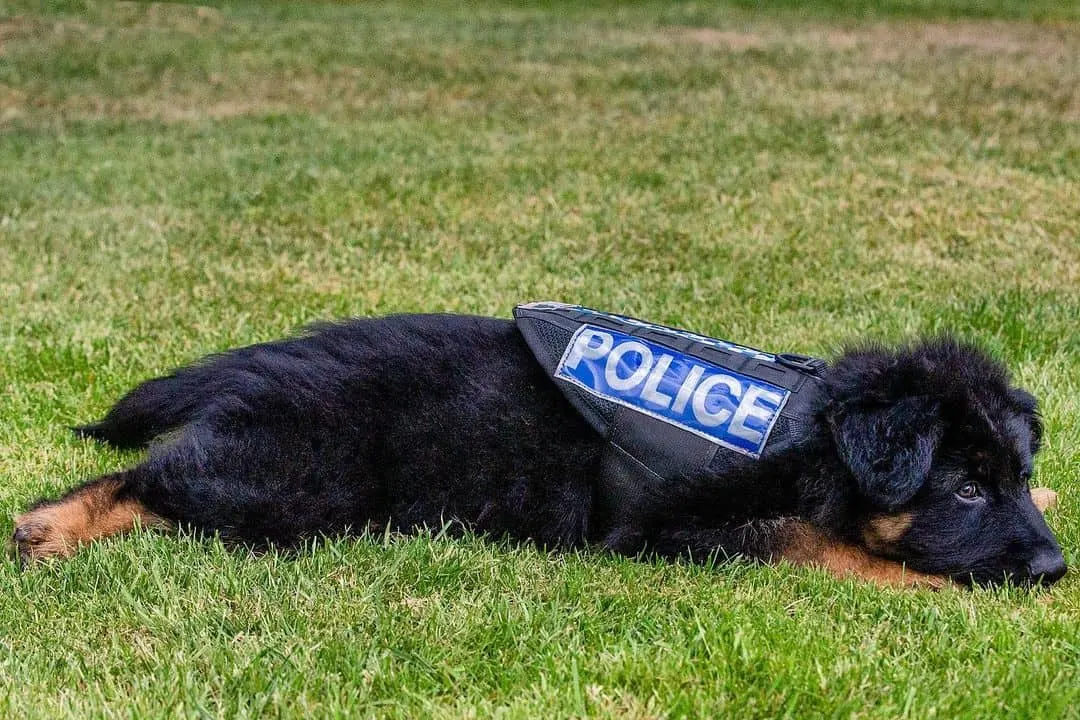 tired k9 puppy rests on grass