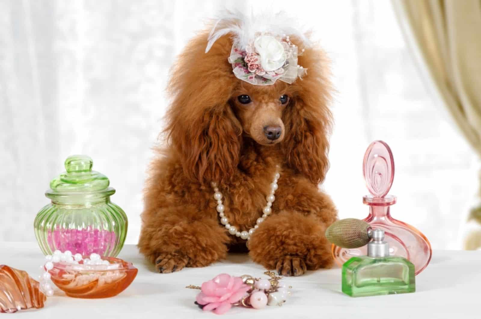 toy poodle dog with a cap on his head sitting on table with parfumes
