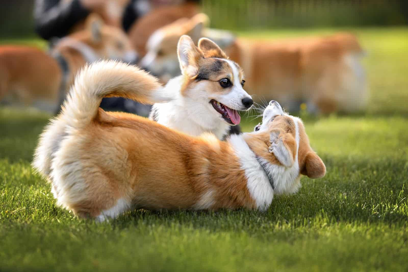 two corgi puppies playing and rolling on grass together