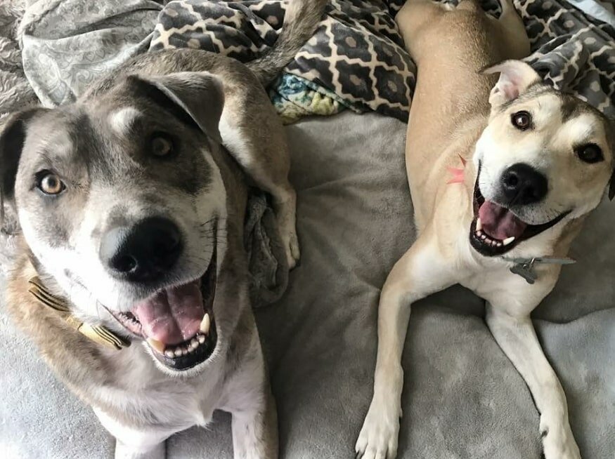 two cute dogs are lying on the bed and looking at the camera
