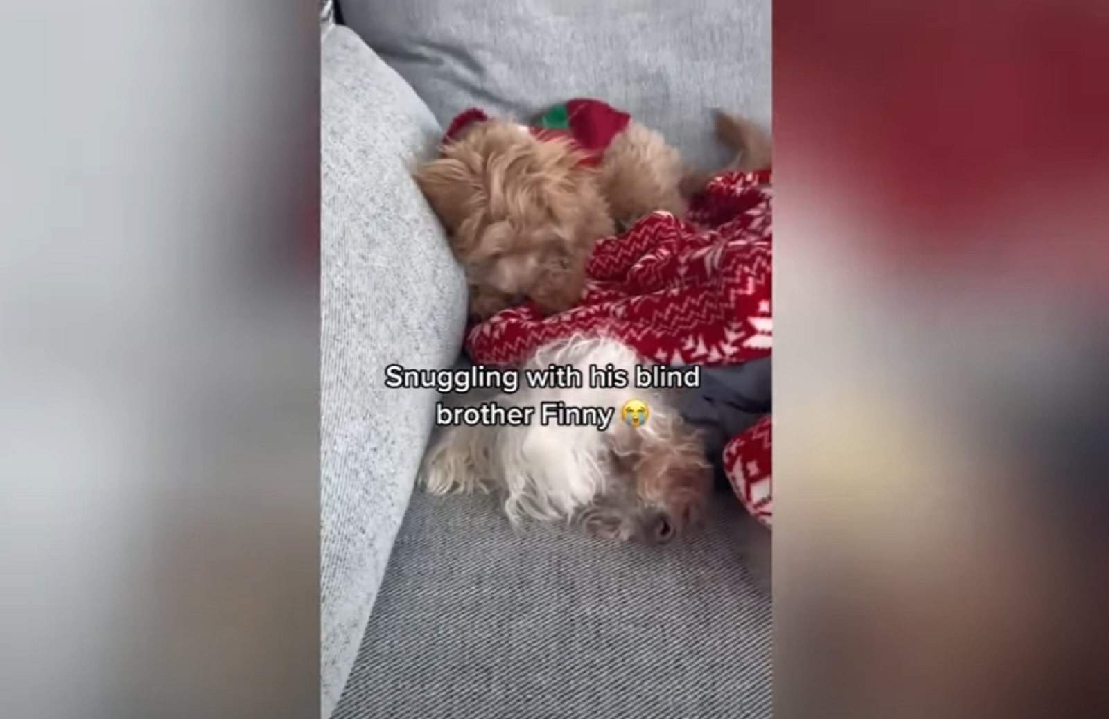 two cute poodles huddled together sleeping on the couch