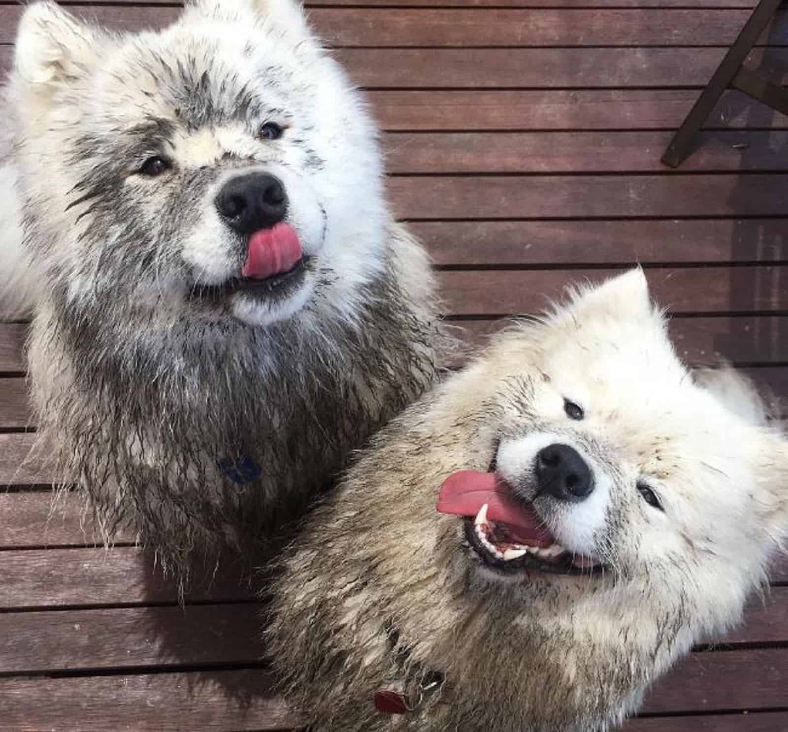 two dirty samoyed dogs looking into camera