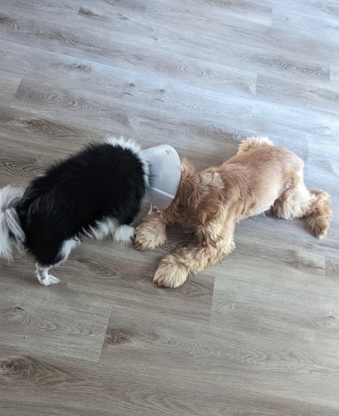 two dogs are playing on the laminate