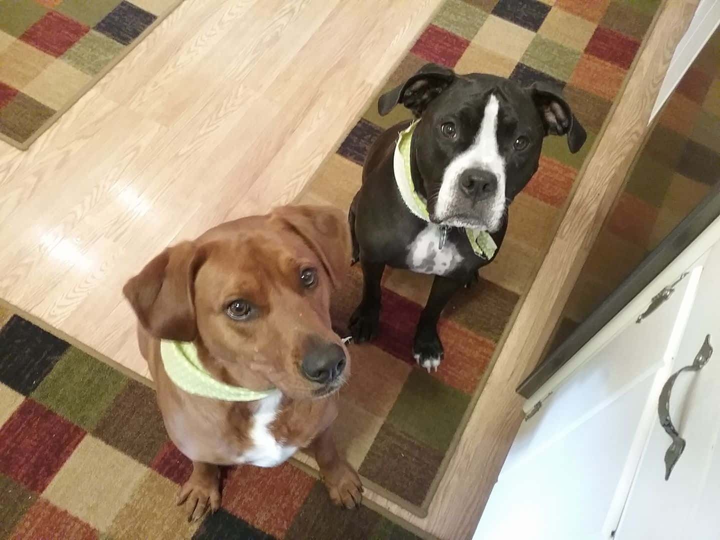 two dogs are sitting on the carpet and looking at the camera