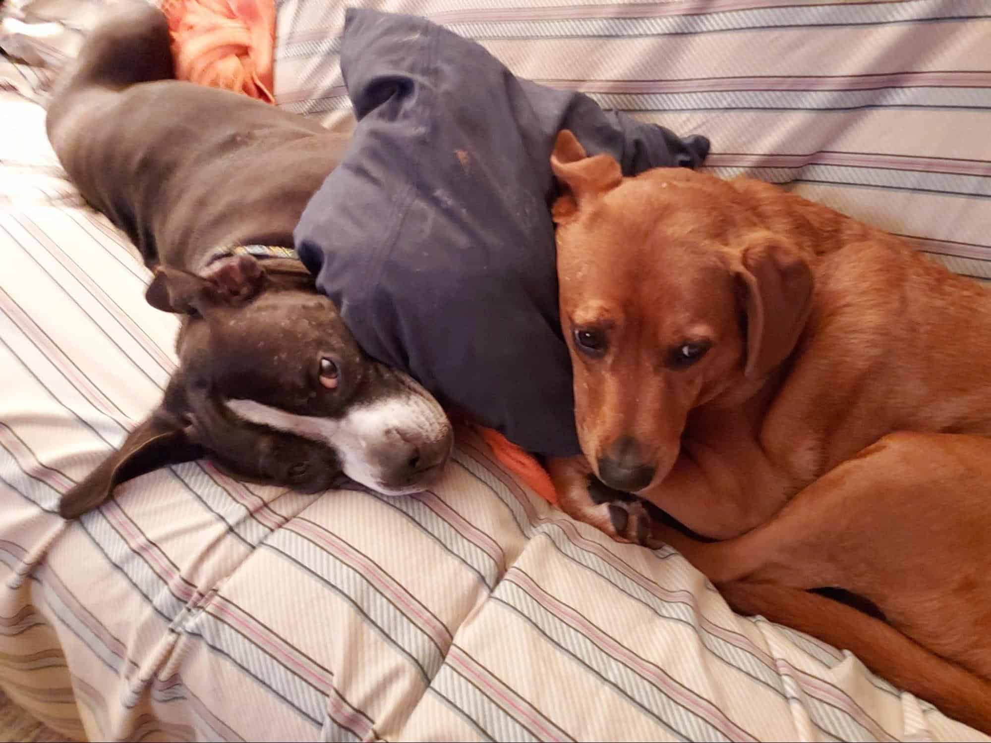 two dogs are sleeping on the pillow