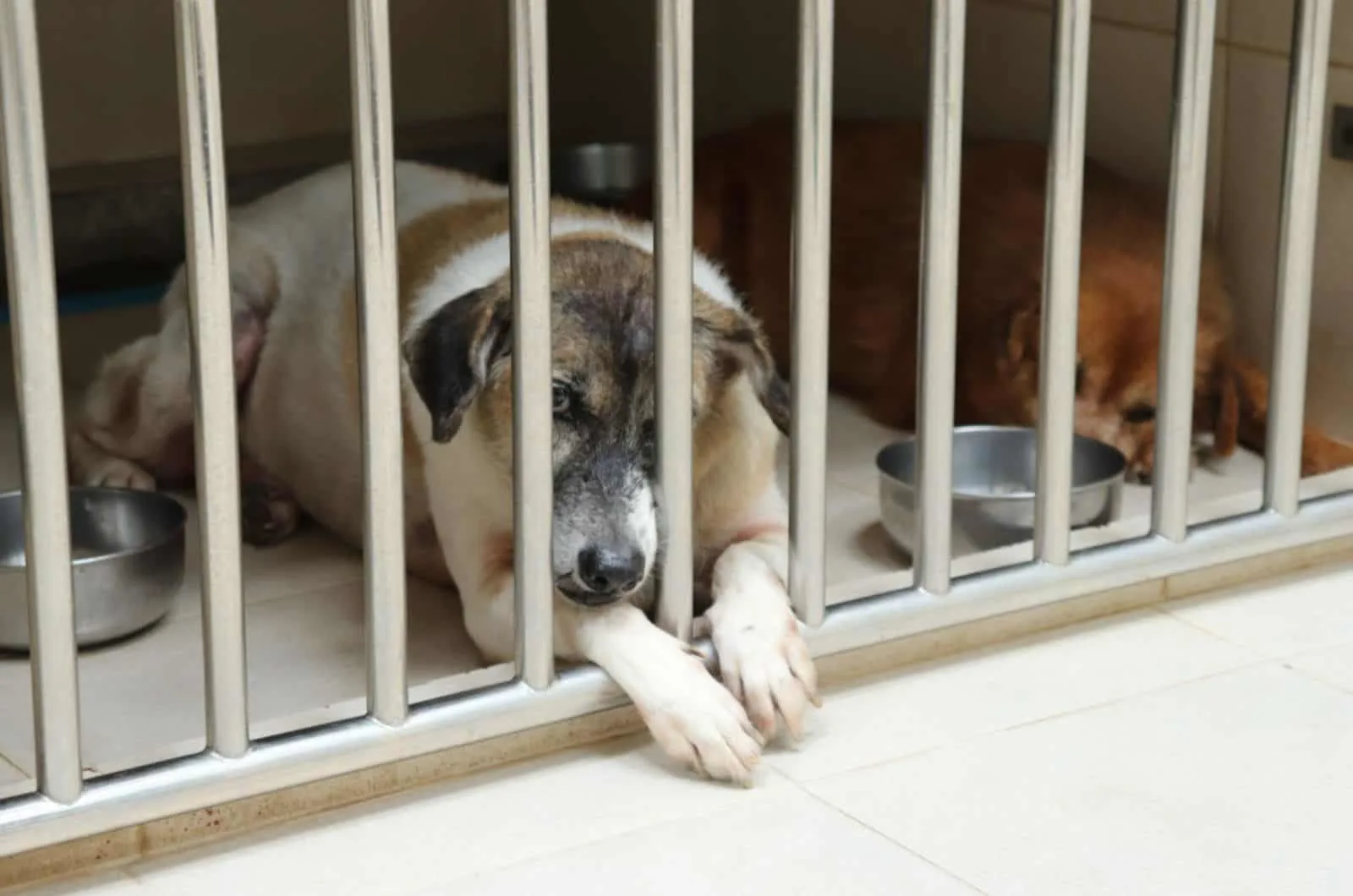 two dogs lying in a cage in a rescue center